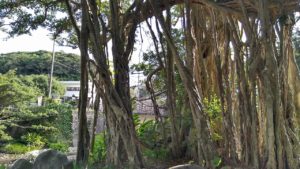 yakushima_gajyumaru_ura